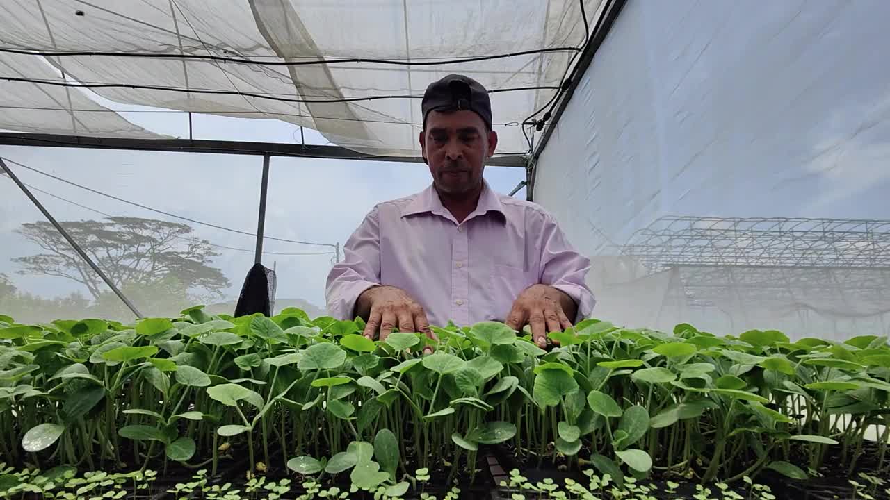 植物苗圃护理视频素材