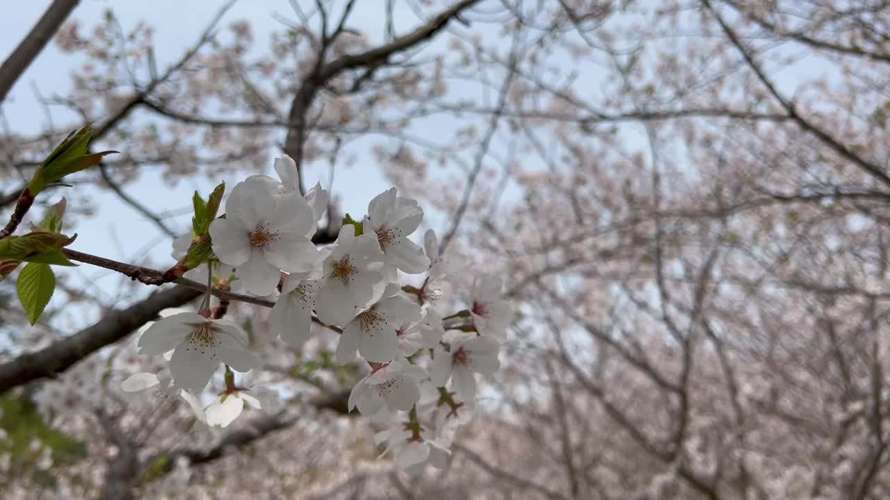 盛开的樱花被风吹着。视频素材