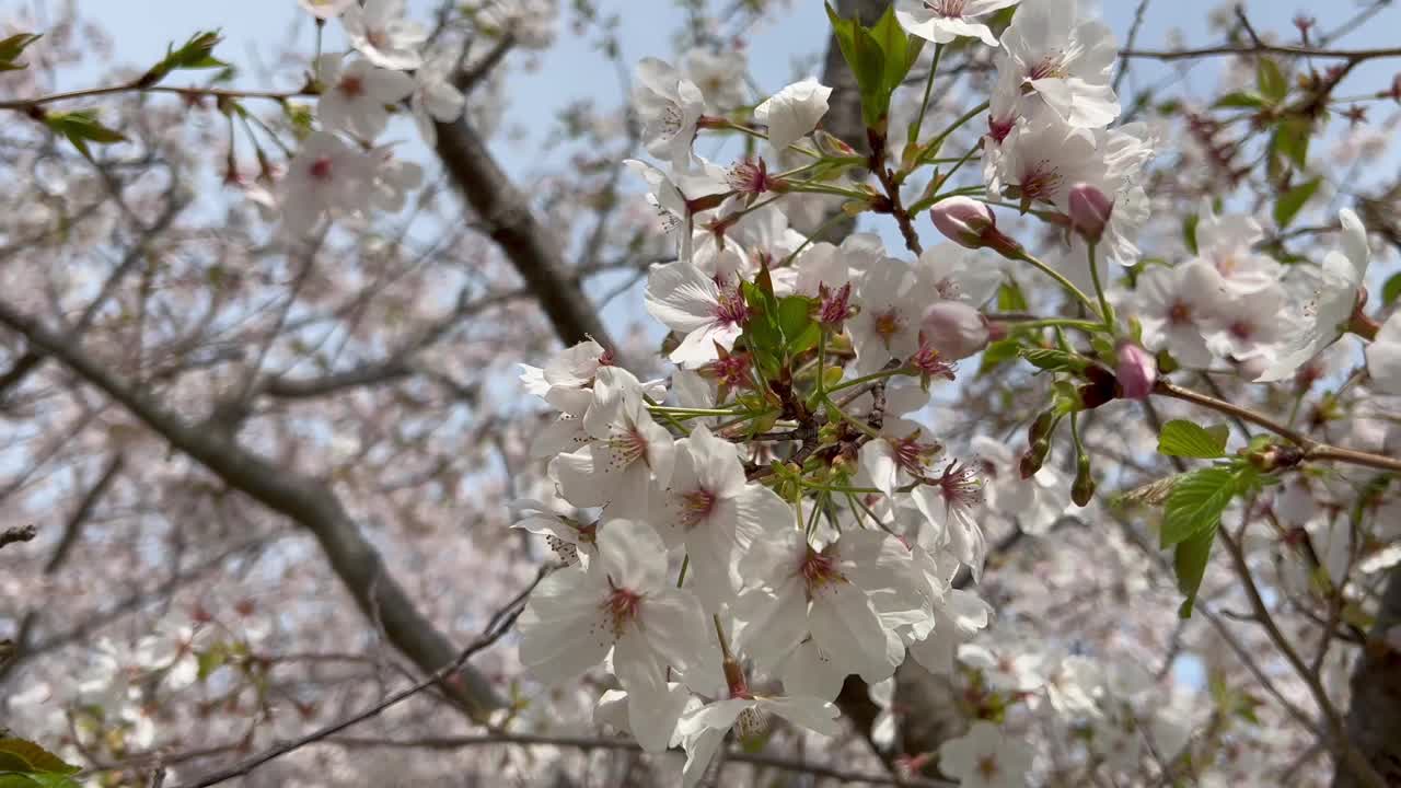 盛开的樱花被风吹着。视频素材