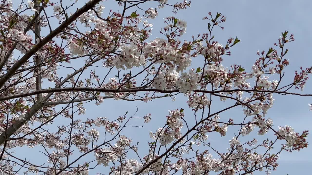 盛开的樱花被风吹着。视频素材