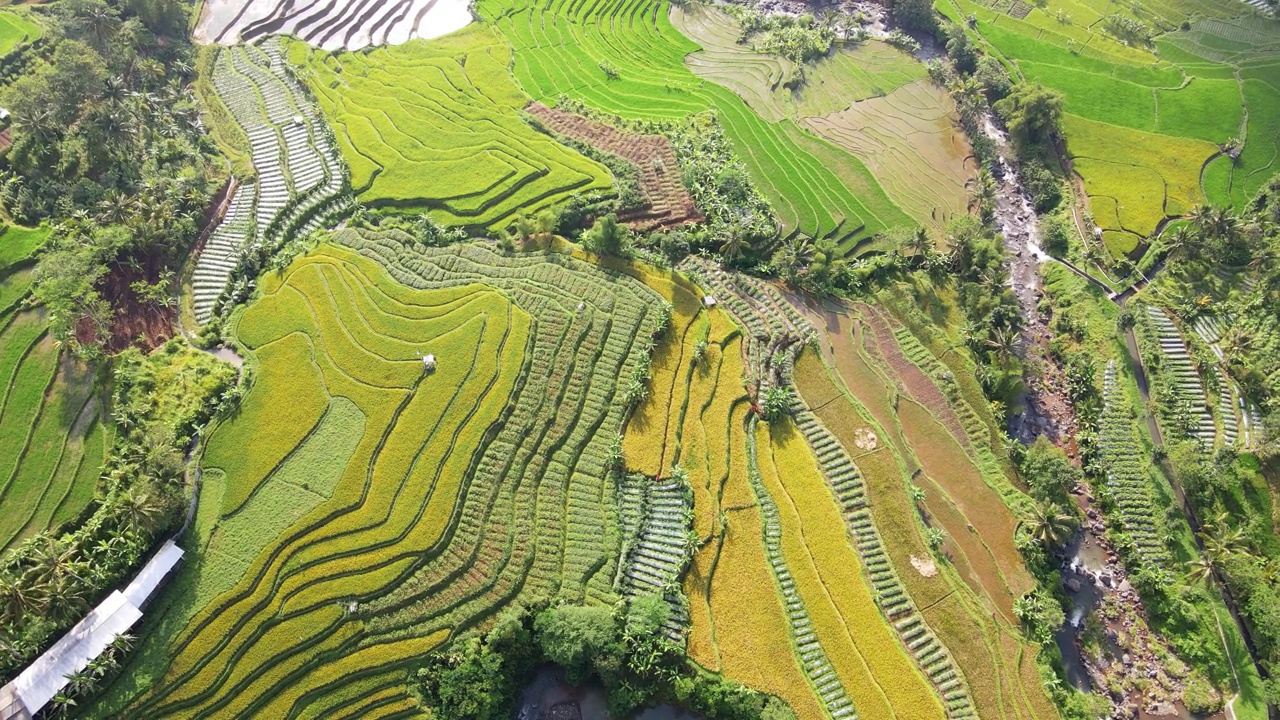 鸟瞰收获季节的稻田视频素材