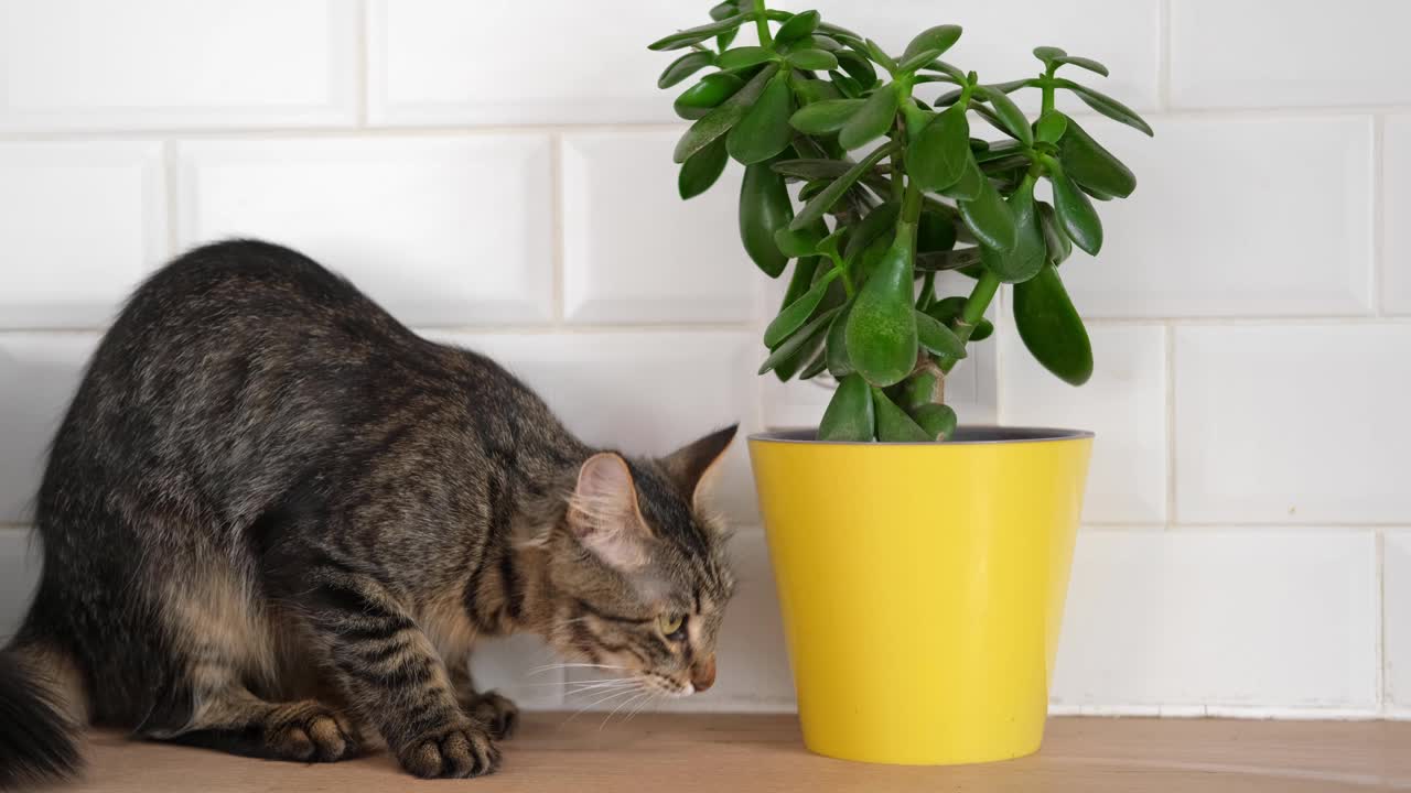 宠物和室内植物。灰色条纹家猫坐在附近的房子植物。兽医诊所的视频，关于猫的网站，猫粮。花盆里的小猫和家里的花。动物和家里的花视频素材