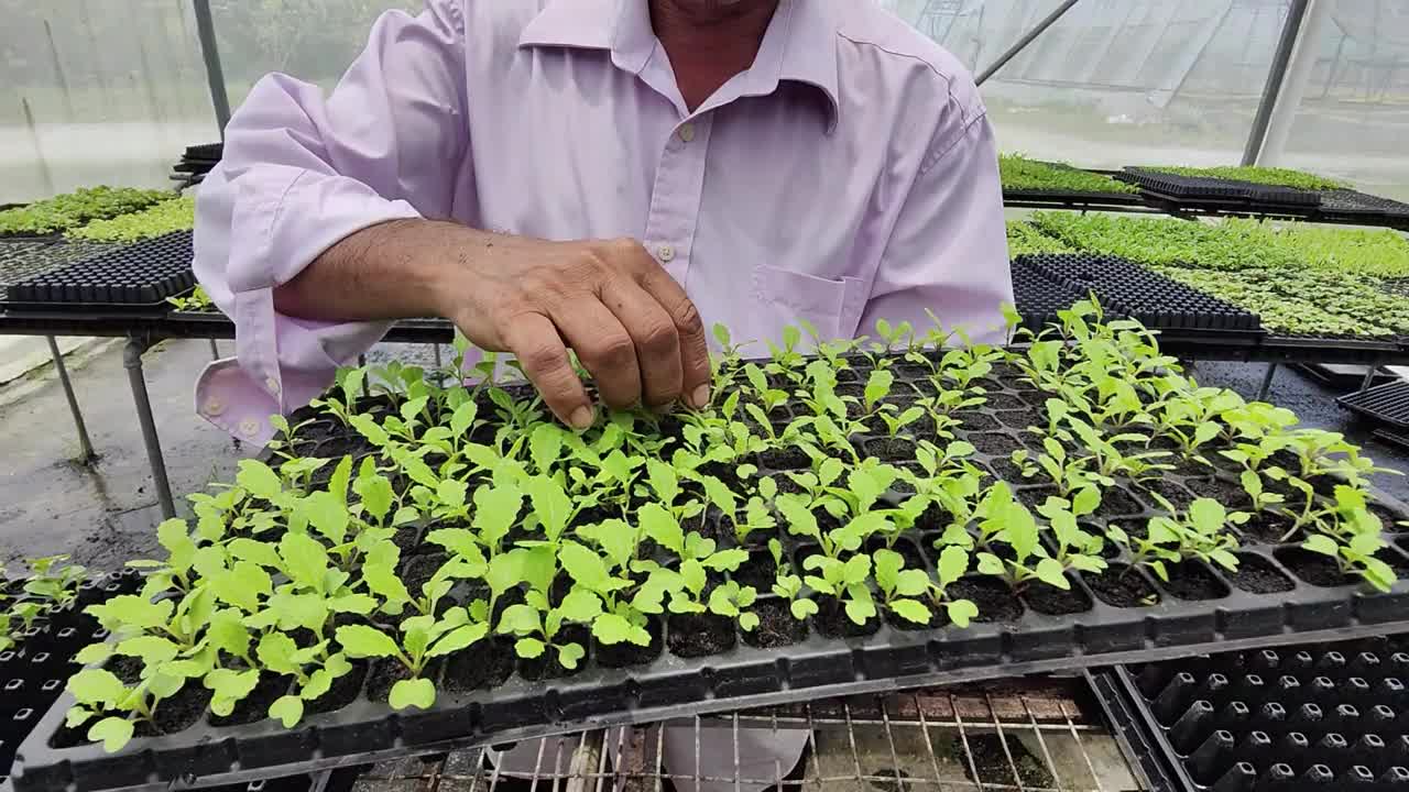 植物苗圃护理视频素材