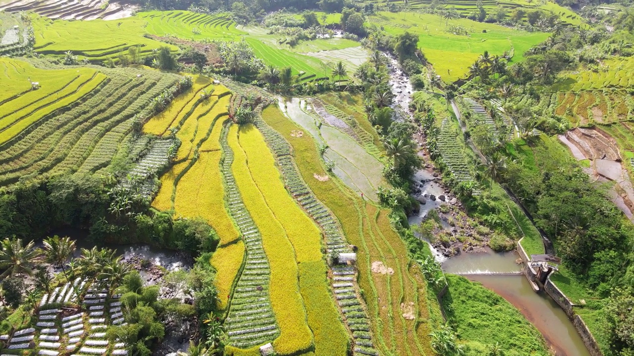 大稻田鸟瞰图，中间有河流。视频素材