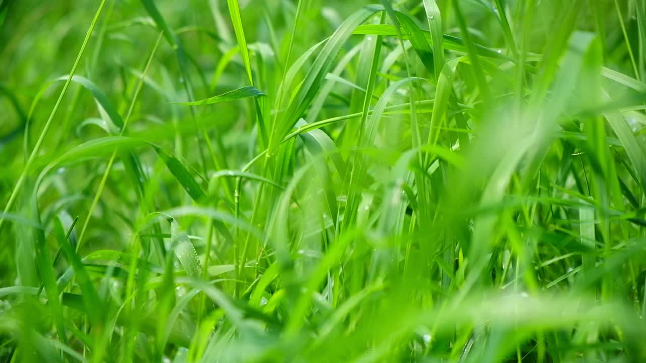 多汁的亮绿色草，夏雨后有水滴。在田间生长的新叶片的纹理。抽象的自然背景。高高的草在微风中摇曳。Poa植物背景视频素材