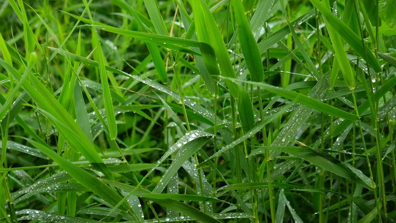 夏雨过后，鲜嫩多汁的绿草上有水珠。田间生长的新鲜叶片的纹理。抽象的自然背景。高高的草在宜人的微风中摇曳。植物背景视频素材