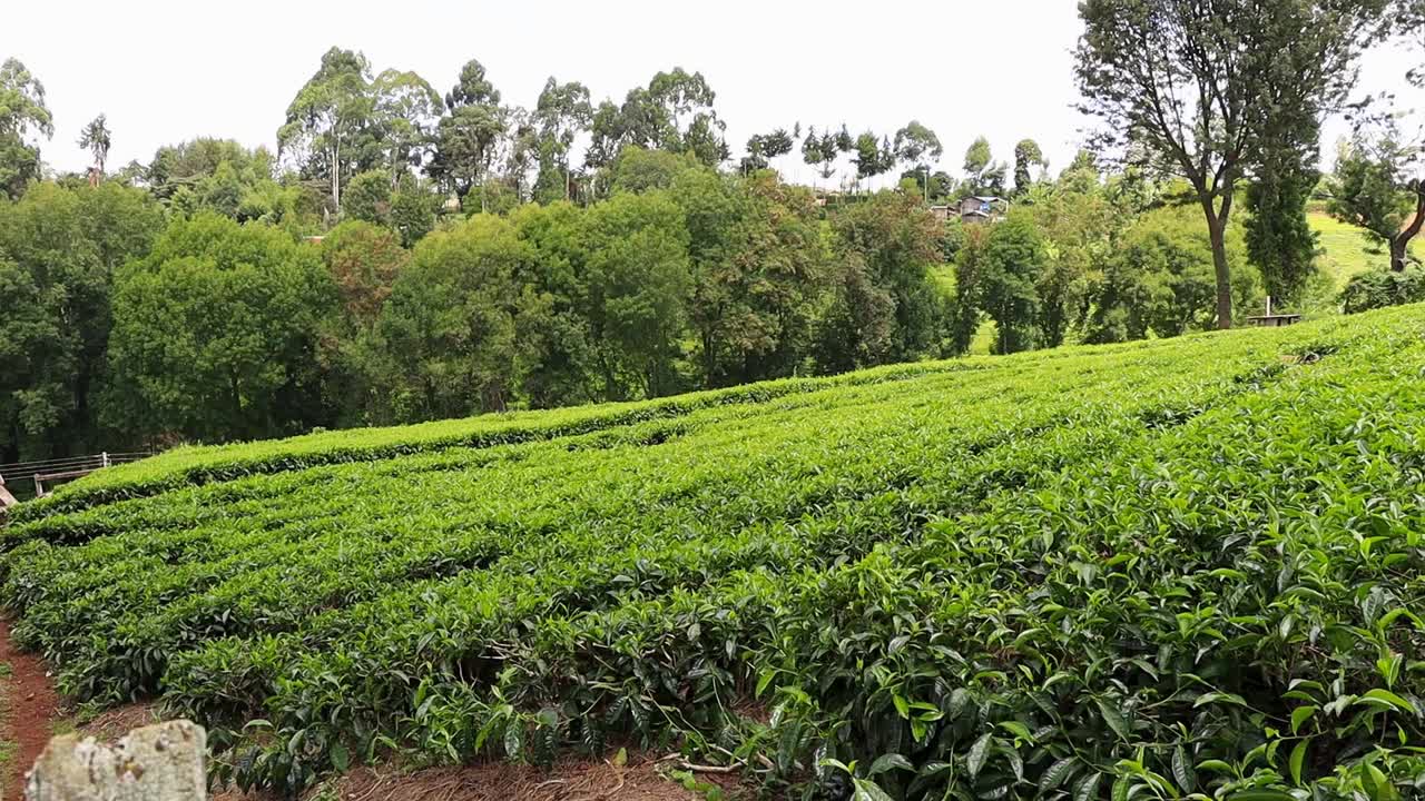 茶园蓝天创意短框架稳定器视频素材