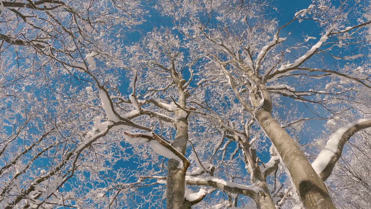 高大的雪树在冰冻的冬季森林自然背景在美丽的阳光灿烂的日子与蓝天，仰望全景视频素材