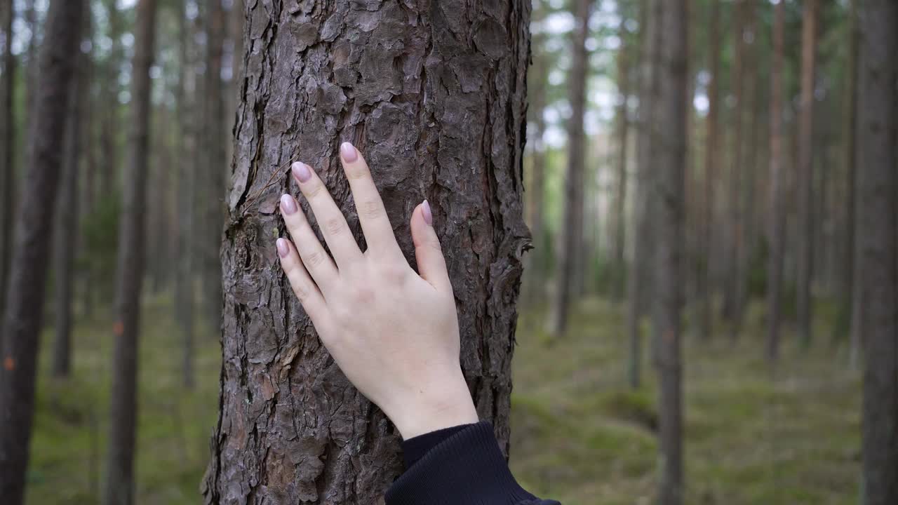 一个女人的手在森林里温柔地触摸着长满苔藓的树干视频素材