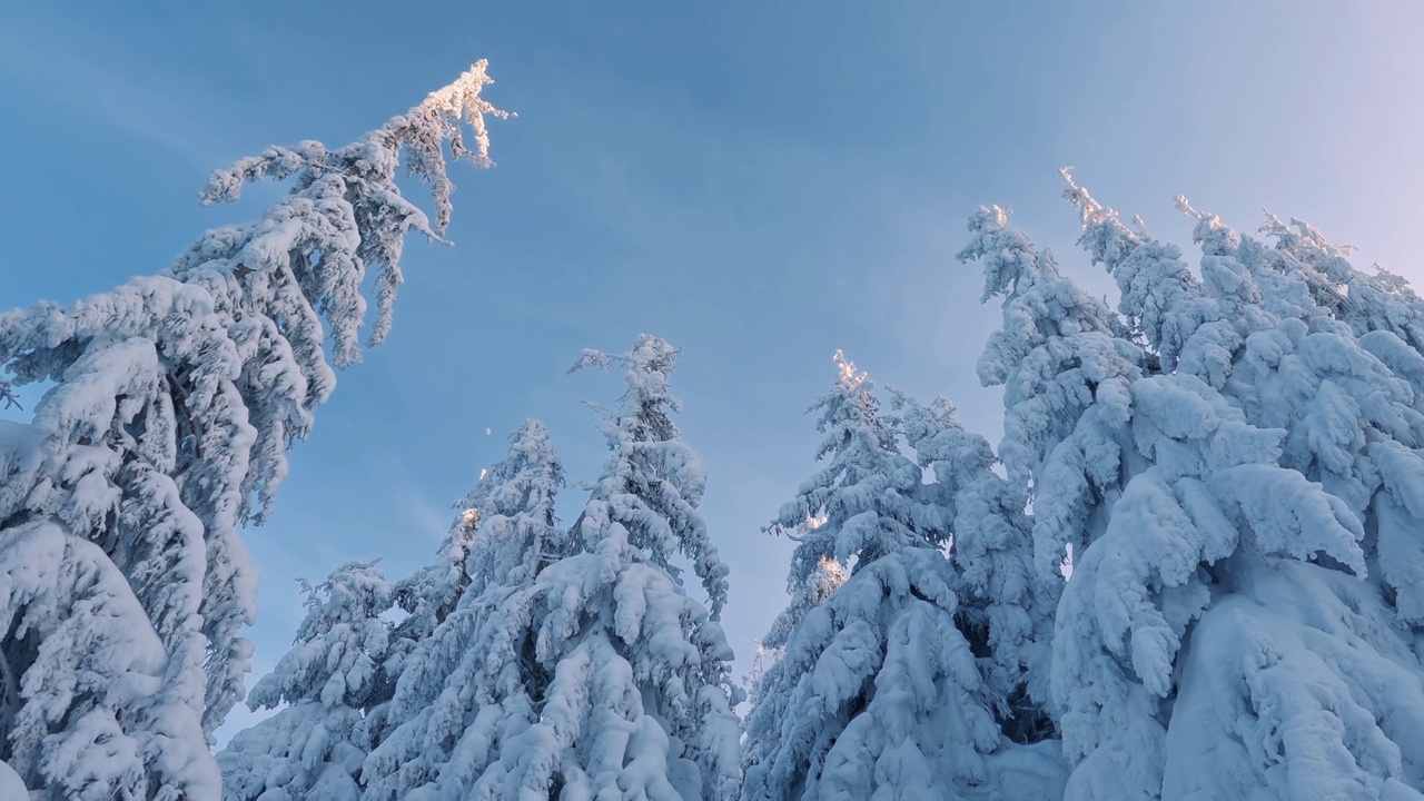 全景冰冻雪树在冬季山脉自然探险背景视频素材