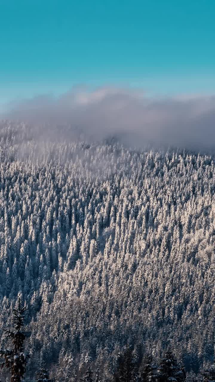 垂直视频快速云在冰冻的冬季森林山在多风的自然背景时间推移视频素材