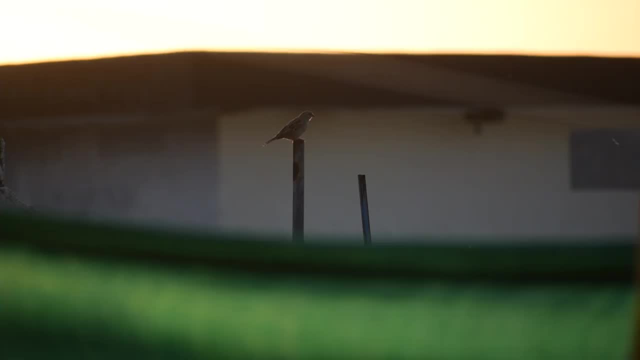 小鸟视频素材