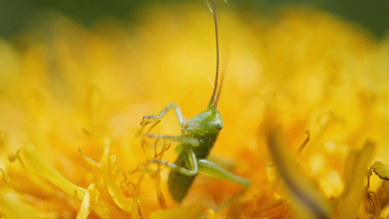 大绿灌木丛蟋蟀(Tettigonia viridissima)吃黄色蒲公英的微距镜头视频素材