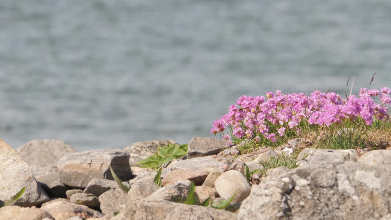 海节俭粉红色花与大黄蜂和流动的沿海海水的背景视频素材