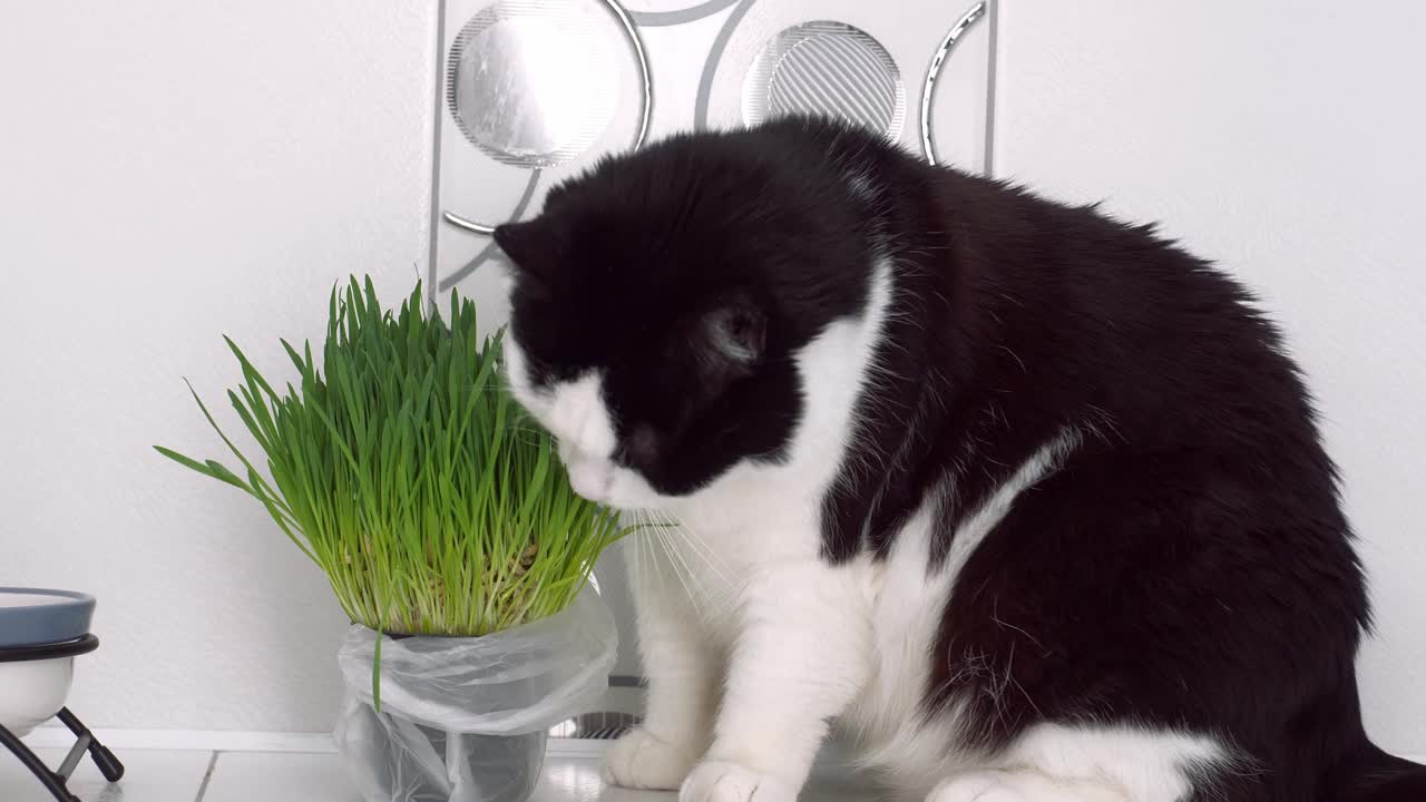 黑白家猫吃室内花盆里的绿燕麦草芽。素食猫维生素视频下载