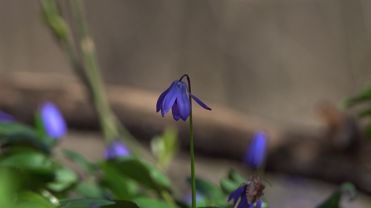 森林里的锡拉花。视频素材