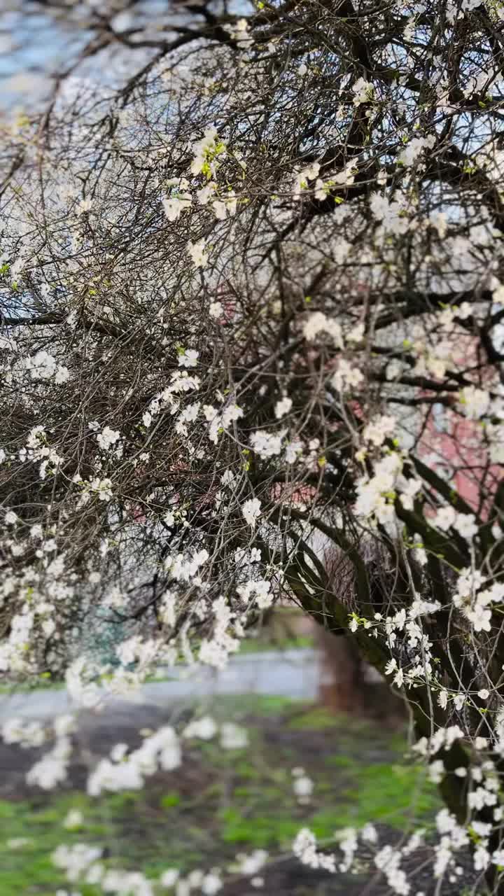 花，春天，自然，阳光视频素材