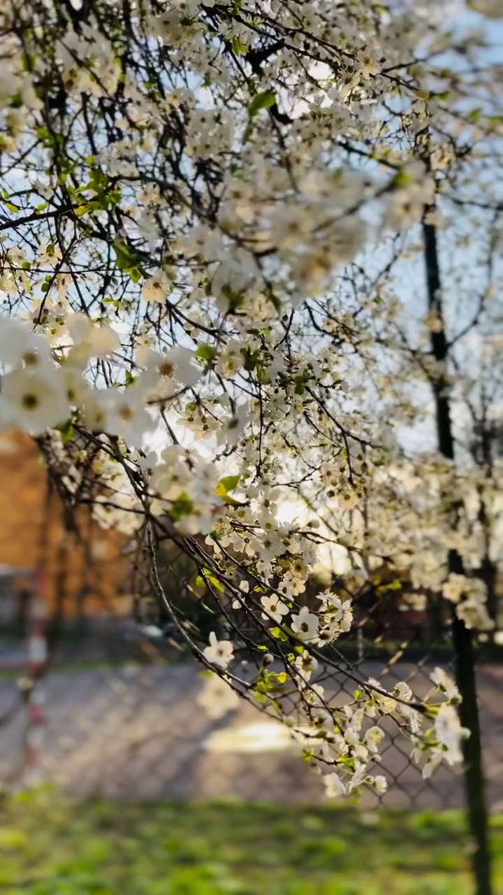 花，春天，自然，阳光视频素材