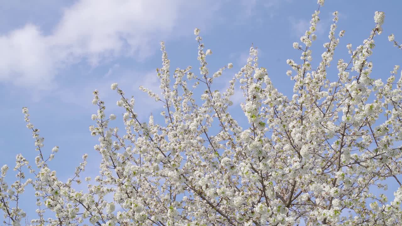 美丽的盛开的树，白色的花瓣在蓝色的天空背景视频素材