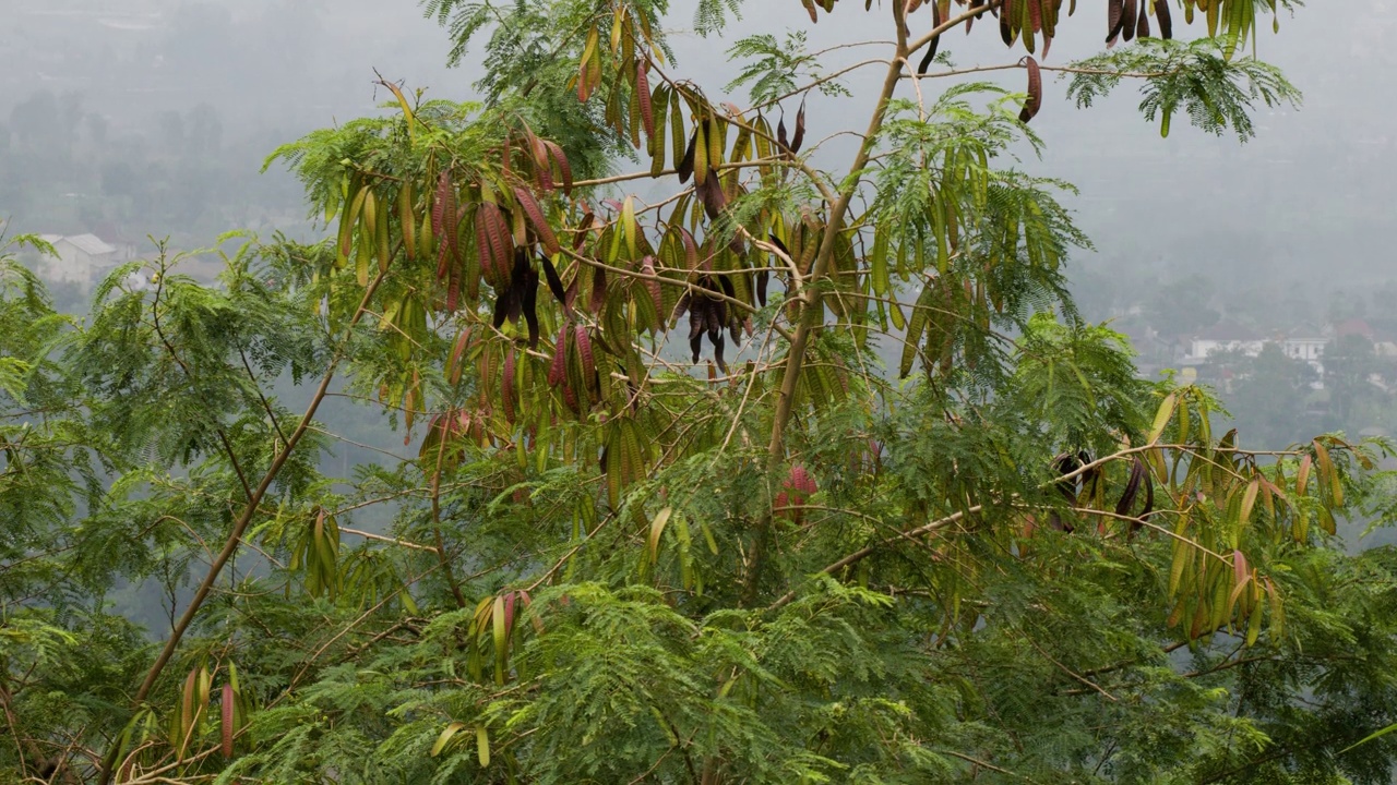 罗望子一种罗望子树或罗望子树的分支，其老果实变成褐色视频素材