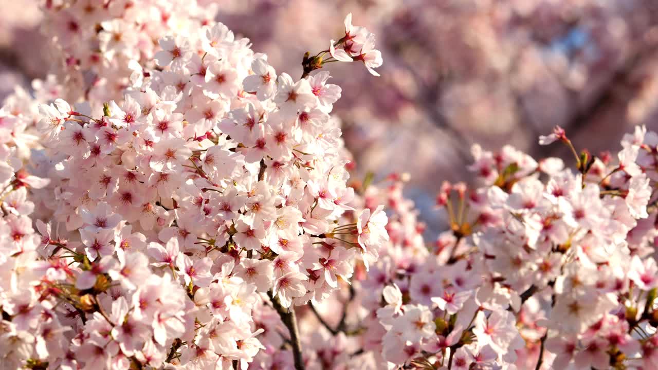 吹樱花或樱花在日本花园在春天，植物背景，没有人，慢动作视频素材