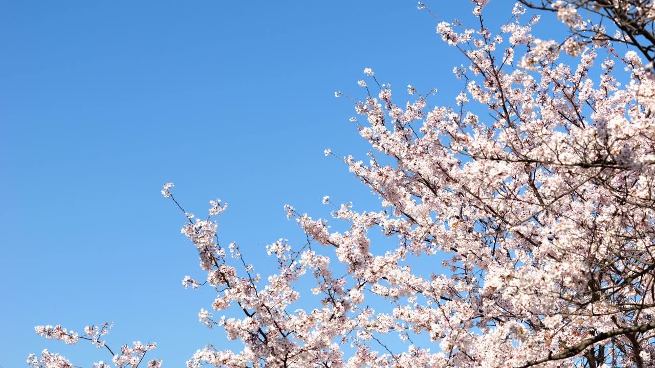 吹樱花或樱花在日本花园在春天，植物背景，没有人，慢动作视频素材