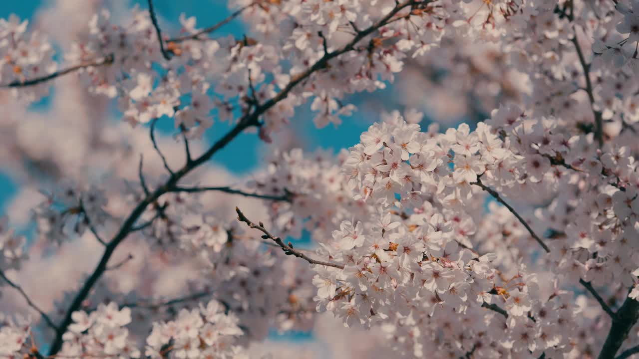 吹樱花或樱花在日本花园在春天，植物背景，没有人，慢动作视频素材