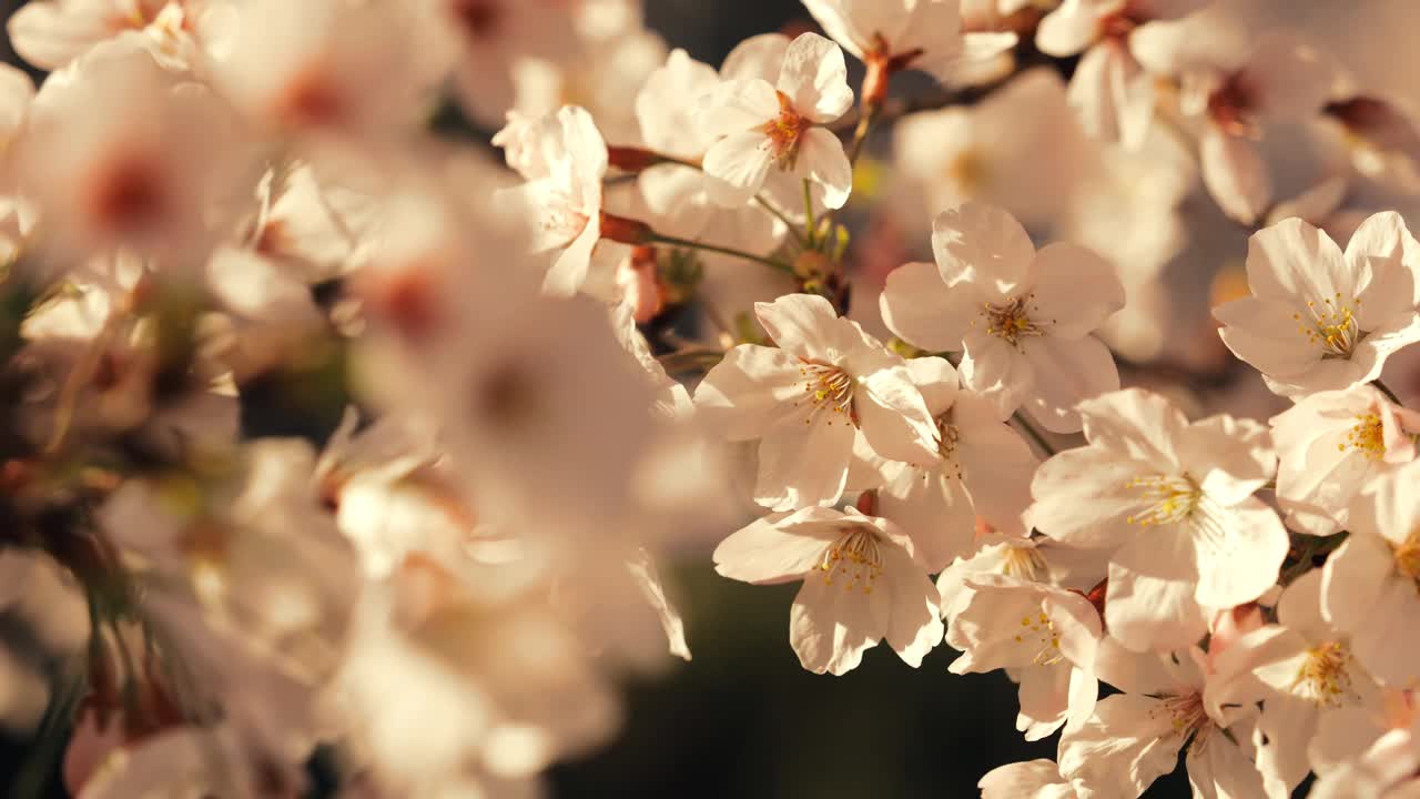 吹樱花或樱花在日本花园在春天，植物背景，没有人，慢动作视频素材