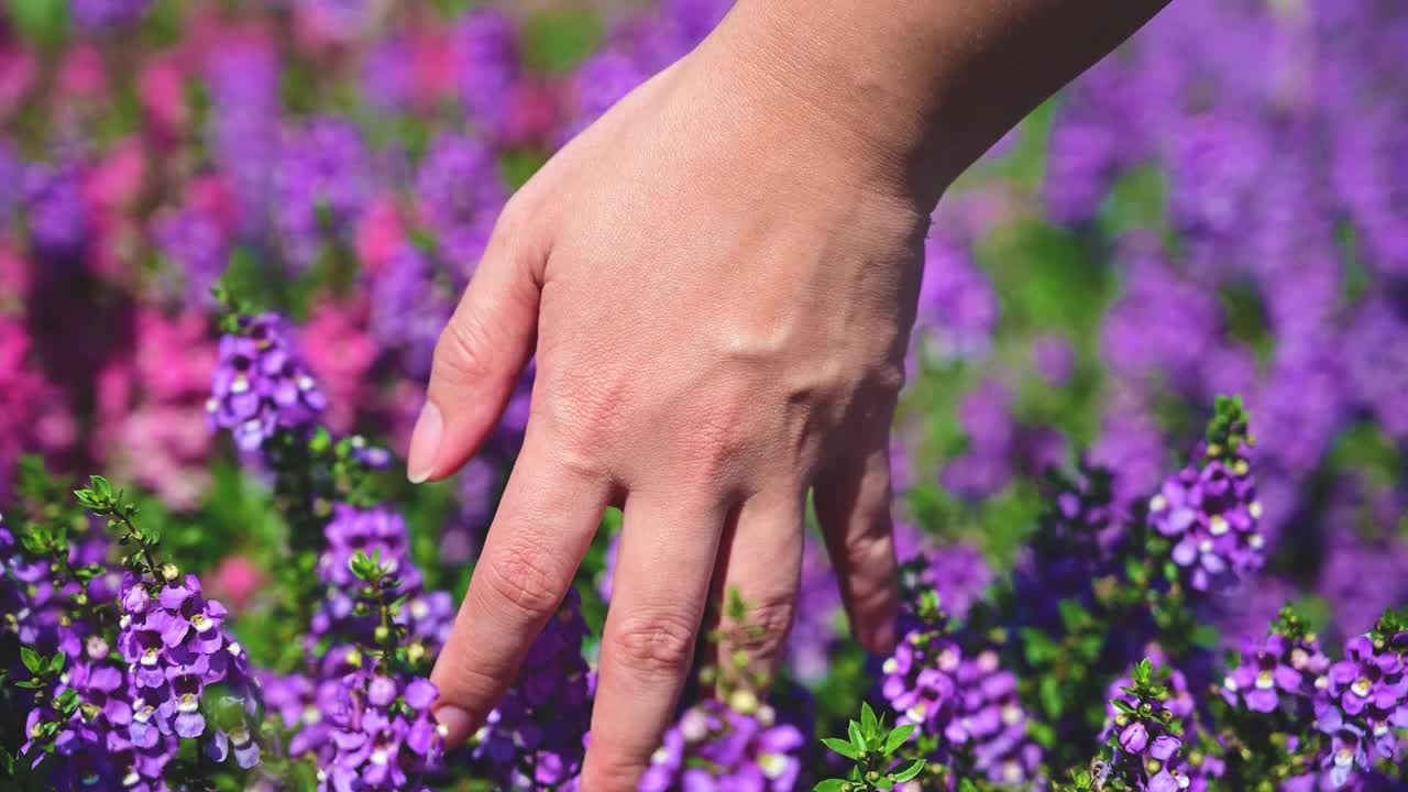 美丽的手的女人走和触摸紫色的花在盛开的花园田野。视频下载