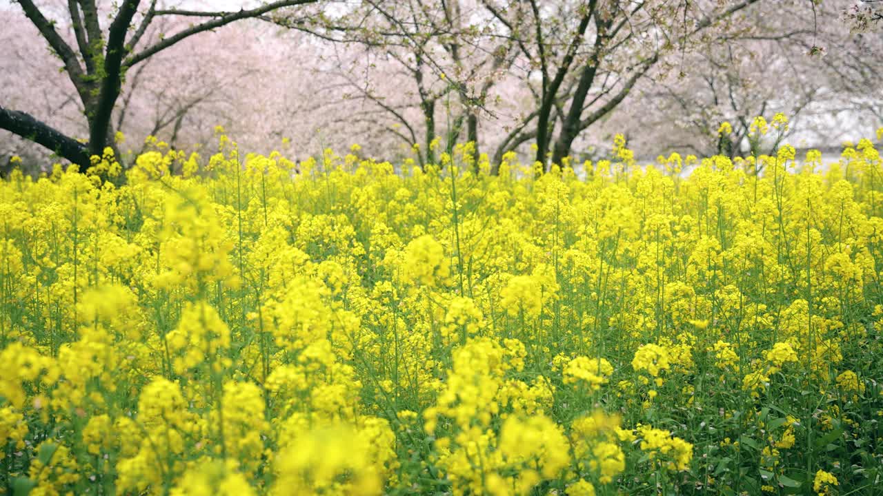 春天开花的油菜视频素材