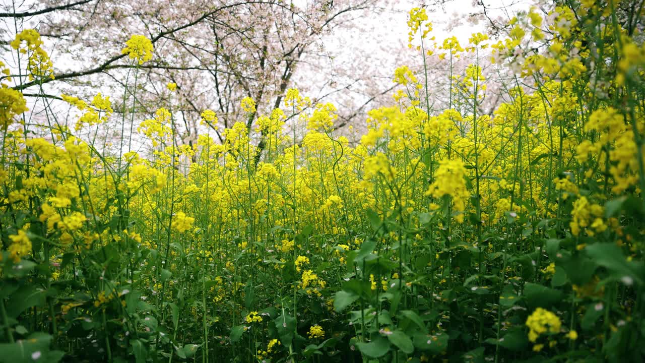 春天开花的油菜视频素材