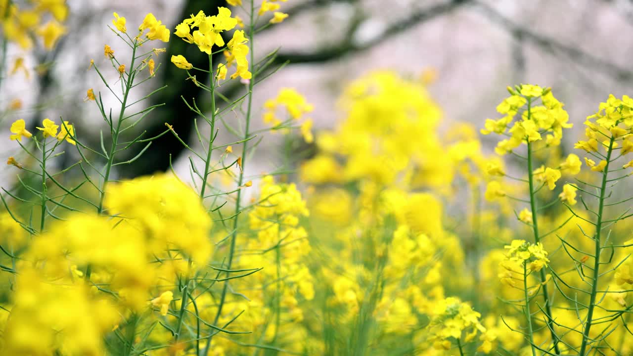 春天开花的油菜视频素材