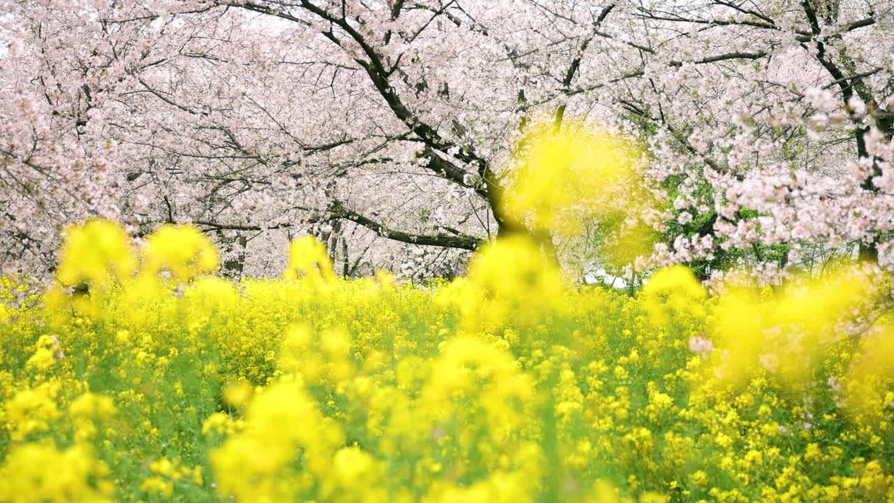 春天开花的油菜视频素材