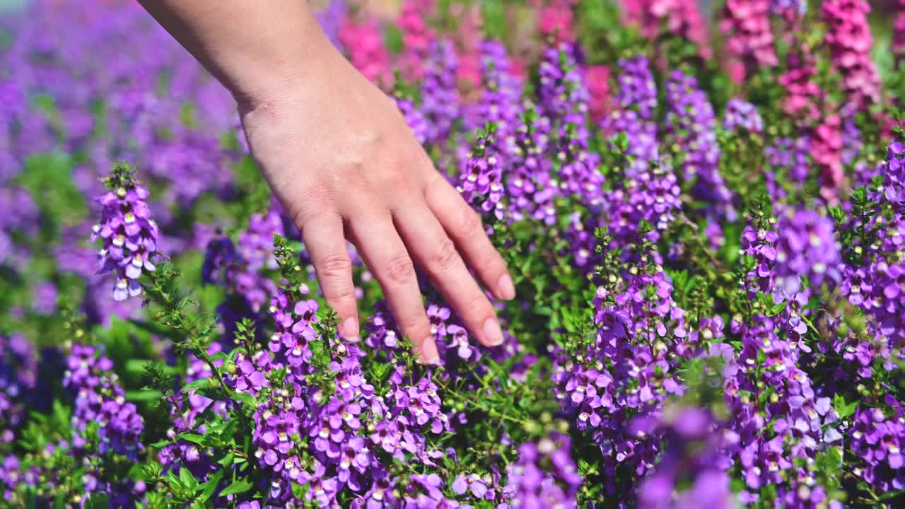 美丽的手的女人走和触摸紫色的花在盛开的花园田野。视频下载