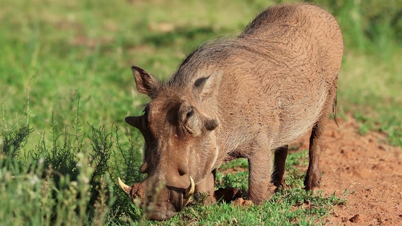 一只疣猪(Phacochoerus africanus)在南非莫卡拉国家公园的自然栖息地进食视频素材