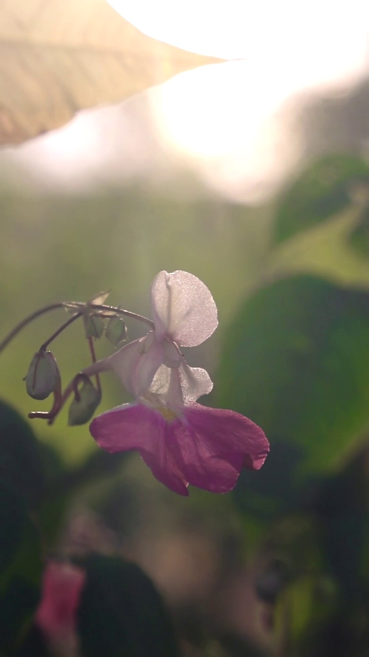 紫色花凤仙花，白色花瓣，中心为紫色。视频下载