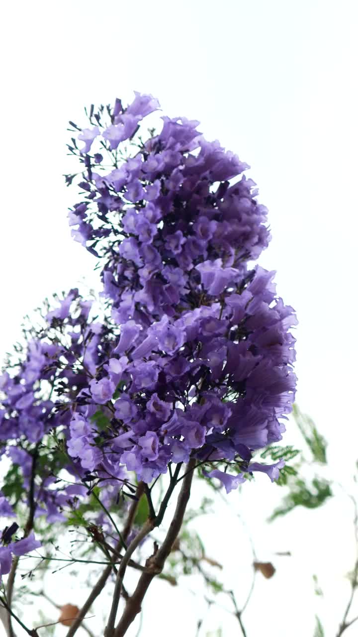 蓝花楹树上开紫色的花视频素材