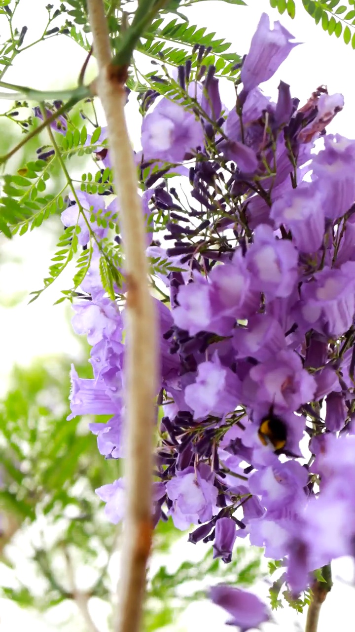 蓝花楹树上开紫色的花视频素材