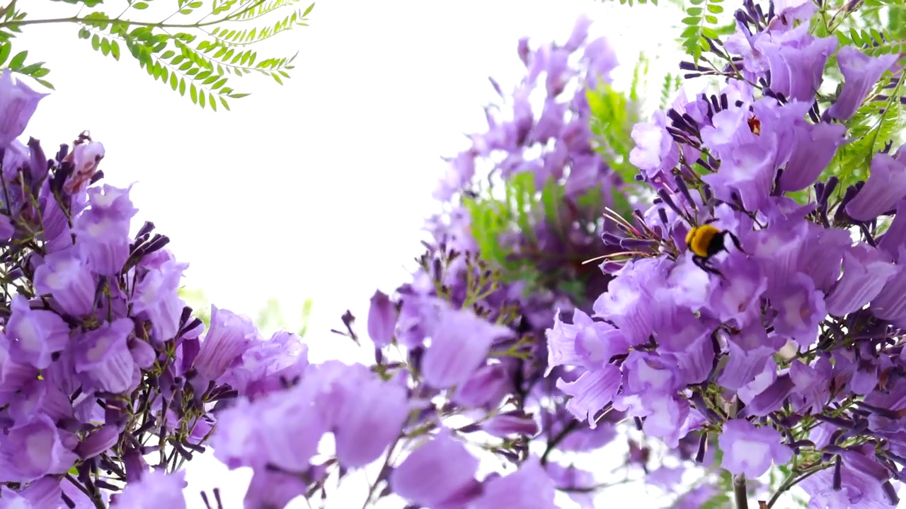 蓝花楹树上开紫色的花视频下载