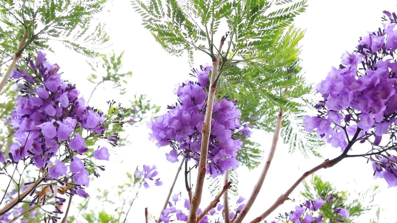 蓝花楹树上开紫色的花视频下载