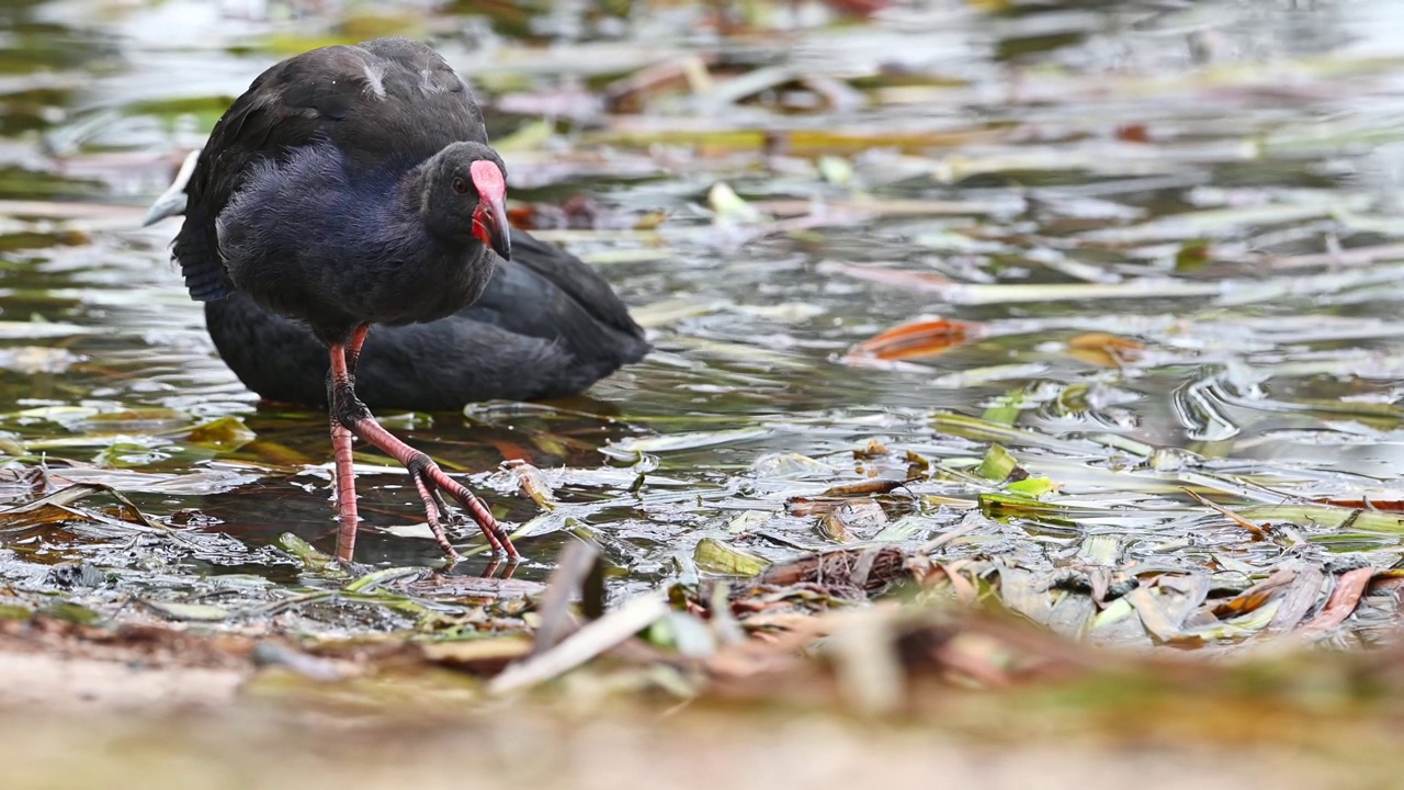 南方沼泽地(Porphyrio melanotus)视频素材