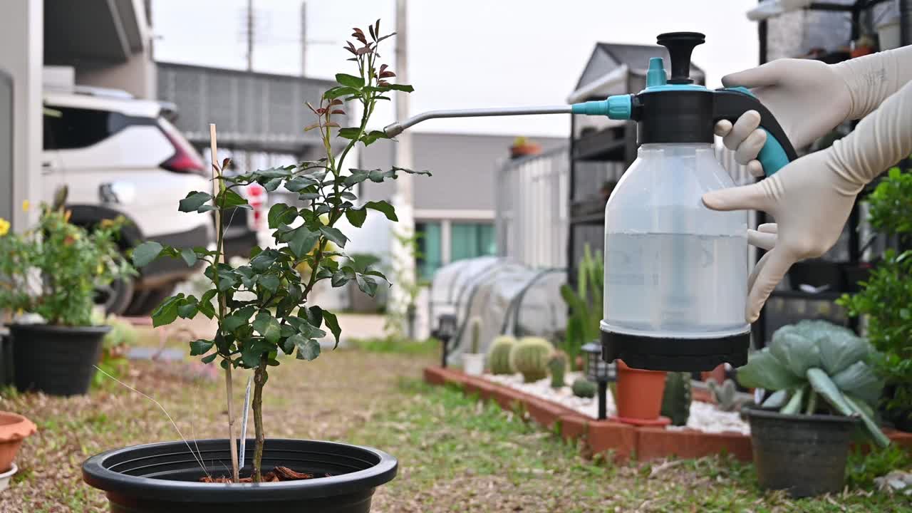 有人向玫瑰植株喷洒杀虫剂，以预防和杀死蚜虫。视频素材