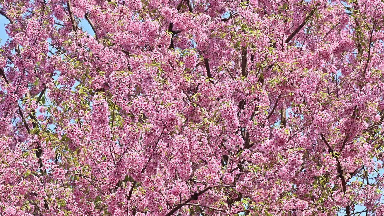 ฺBeautiful Himalayan cherry blossom flowers (or Sakura flower) full blooming.视频素材