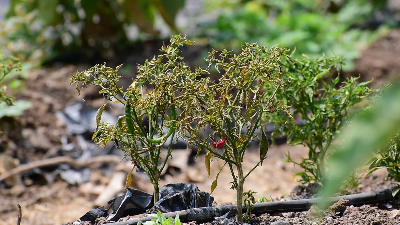 辣椒植株上有一种病害视频素材