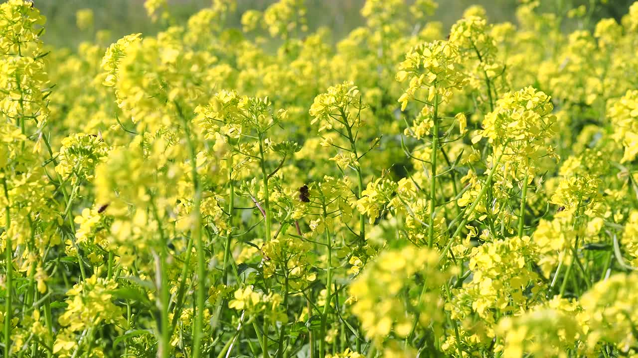 明亮的黄色芥末田，蜜蜂和大黄蜂在阳光明媚的日子里授粉视频素材