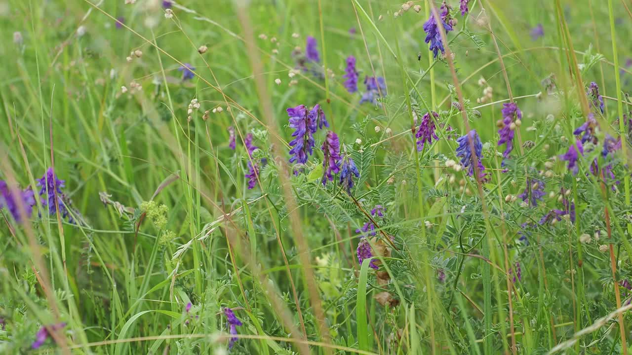 紫色的野蔷薇，夏季草地上的野花和草本植物视频素材