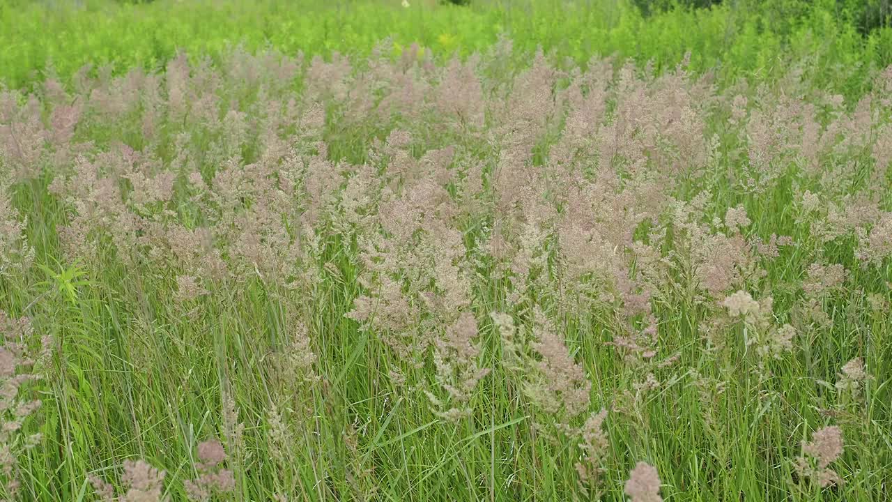 夏日的草地上，一簇簇的谷物草在风中摇曳视频素材