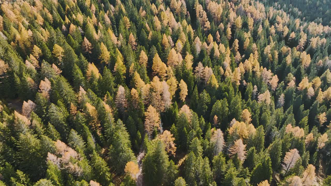 秋季欧洲阿尔卑斯山的鸟瞰图视频素材