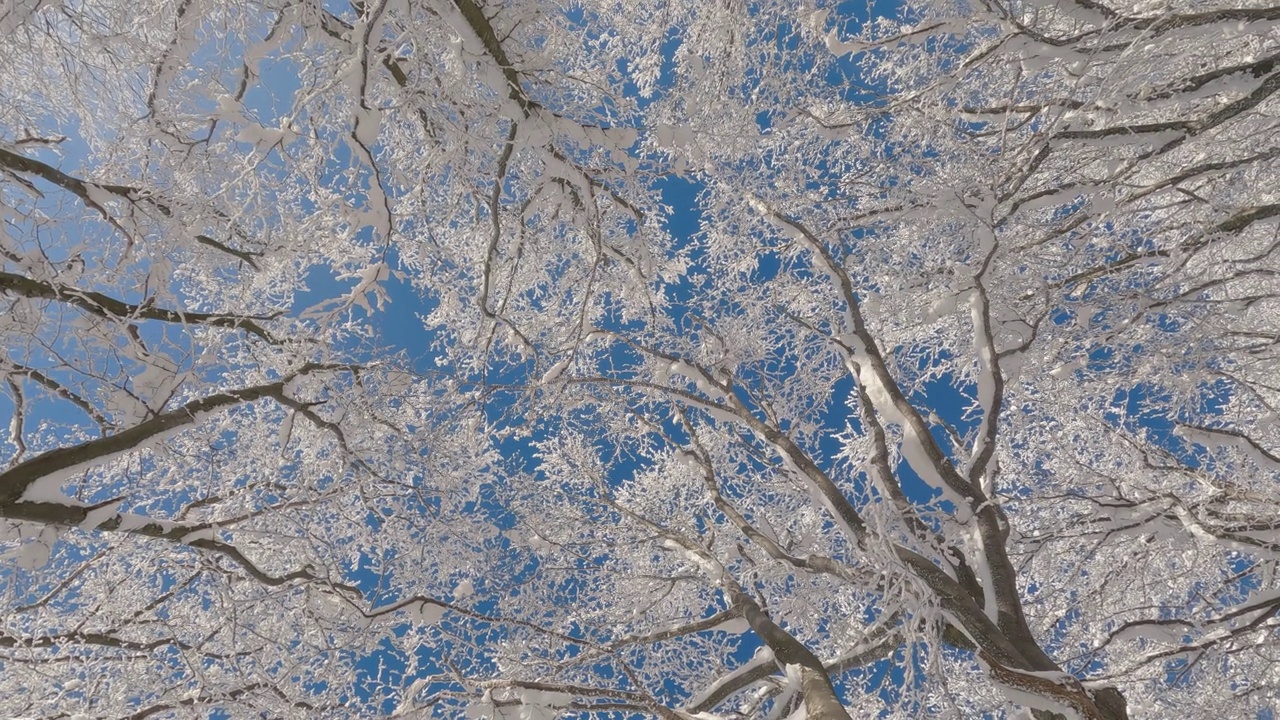 冰冻的树冠顶朝向蓝天在寒冷的阳光充足的冬季森林与雪树自然背景视频素材