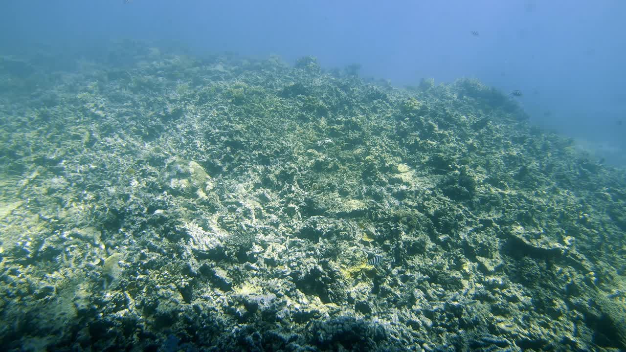 海洋。海洋中的水下生物。五彩缤纷的珊瑚和鱼。视频素材